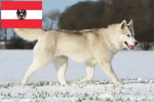 Lire la suite à propos de l’article Éleveurs de Husky et chiots en Autriche
