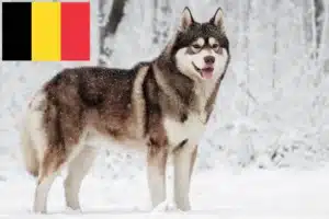 Lire la suite à propos de l’article Éleveurs de Husky et chiots en Belgique