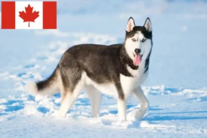 Lire la suite à propos de l’article Éleveurs de Husky et chiots au Canada