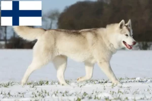 Lire la suite à propos de l’article Éleveurs de huskies et chiots en Finlande