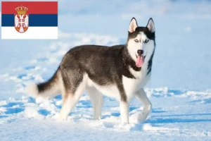 Lire la suite à propos de l’article Éleveurs de Husky et chiots en Serbie
