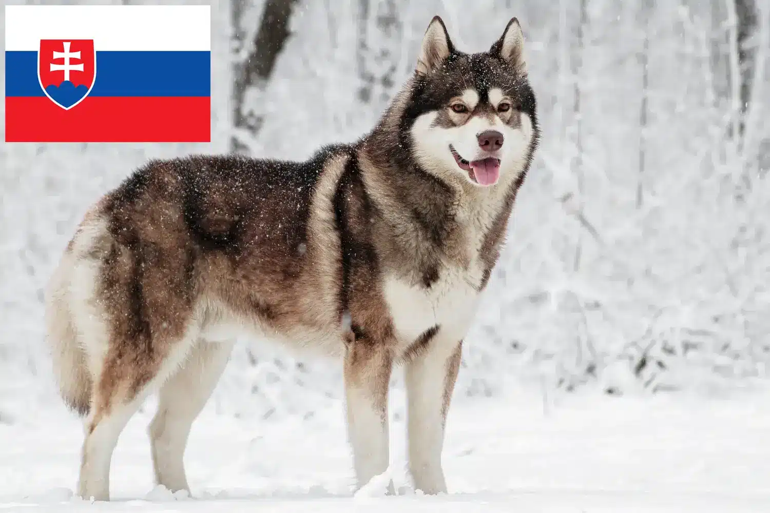 Husky chiots et éleveurs Slovaquie Ici vous trouverez des éleveurs de Huskys en Slovaquie.
