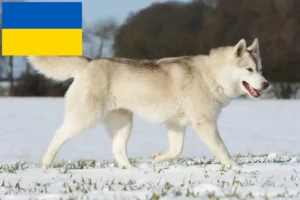 Lire la suite à propos de l’article Éleveurs de Husky et chiots en Ukraine