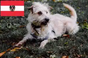 Lire la suite à propos de l’article Irish Glen of Imaal Terrier éleveurs et chiots en Autriche