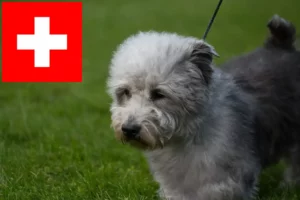 Lire la suite à propos de l’article Irish Glen of Imaal Terrier éleveurs et chiots en Suisse