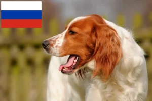 Lire la suite à propos de l’article Irish Red and White Setter éleveurs et chiots en Russie