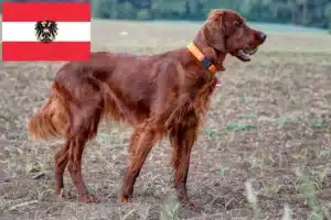 Lire la suite à propos de l’article Éleveurs d’Irish Red Setter et chiots en Autriche