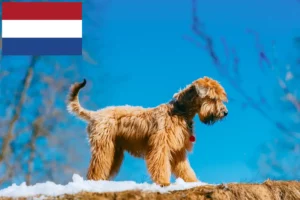 Lire la suite à propos de l’article Irish Soft Coated Wheaten Terrier éleveurs et chiots aux Pays-Bas