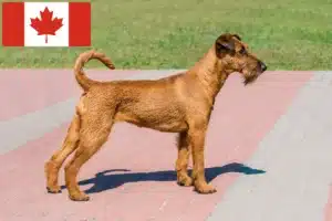 Lire la suite à propos de l’article Éleveurs d’Irish Terriers et chiots au Canada