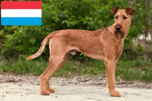 Lire la suite à propos de l’article Eleveurs d’Irish Terriers et chiots au Luxembourg