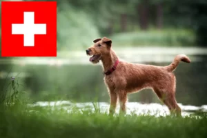 Lire la suite à propos de l’article Eleveurs d’Irish Terriers et chiots en Suisse