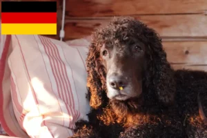 Lire la suite à propos de l’article Éleveurs d’Irish Water Spaniel et chiots en Allemagne