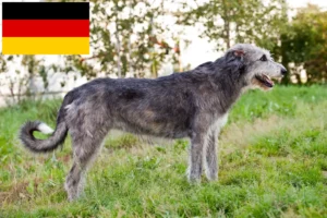 Lire la suite à propos de l’article Éleveurs d’Irish Wolfhounds et chiots en Allemagne