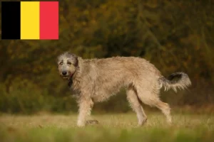 Lire la suite à propos de l’article Éleveurs d’Irish Wolfhounds et chiots en Belgique