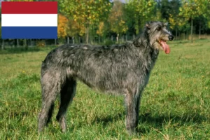 Lire la suite à propos de l’article Éleveurs d’Irish Wolfhounds et chiots aux Pays-Bas