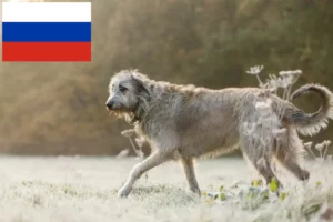 Lire la suite à propos de l’article Éleveurs d’Irish Wolfhounds et chiots en Russie