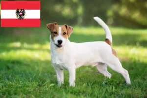 Lire la suite à propos de l’article Éleveurs de Jack Russell et chiots en Autriche