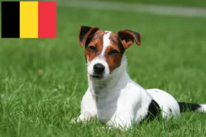 Lire la suite à propos de l’article Éleveurs de Jack Russell et chiots en Belgique