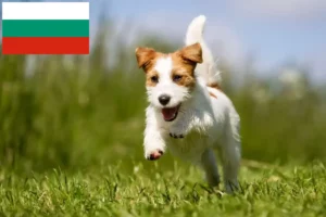 Lire la suite à propos de l’article Éleveurs de Jack Russell et chiots en Bulgarie