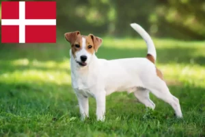 Lire la suite à propos de l’article Éleveurs de Jack Russell et chiots au Danemark