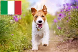 Lire la suite à propos de l’article Éleveurs de Jack Russell et chiots en Italie