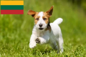 Lire la suite à propos de l’article Éleveurs de Jack Russell et chiots en Lituanie