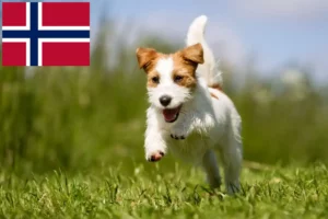 Lire la suite à propos de l’article Éleveurs de Jack Russell et chiots en Norvège
