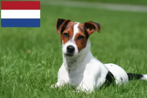 Lire la suite à propos de l’article Éleveurs de Jack Russell et chiots aux Pays-Bas