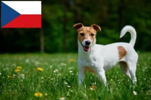 Lire la suite à propos de l’article Éleveurs de Jack Russell et chiots en République tchèque