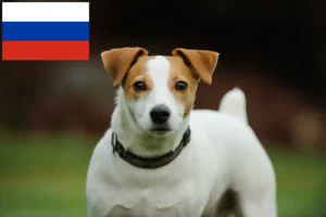 Lire la suite à propos de l’article Éleveurs de Jack Russell et chiots en Russie
