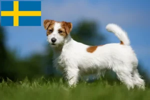 Lire la suite à propos de l’article Éleveurs de Jack Russell et chiots en Suède