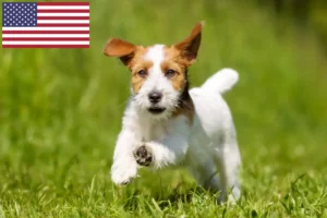 Lire la suite à propos de l’article Éleveurs de Jack Russell et chiots aux États-Unis