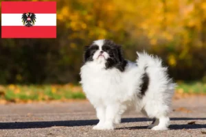 Lire la suite à propos de l’article Japan Chin éleveurs et chiots en Autriche