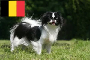 Lire la suite à propos de l’article Japan Chin Éleveurs et chiots en Belgique