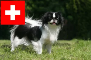 Lire la suite à propos de l’article Japan Chin éleveurs et chiots en Suisse