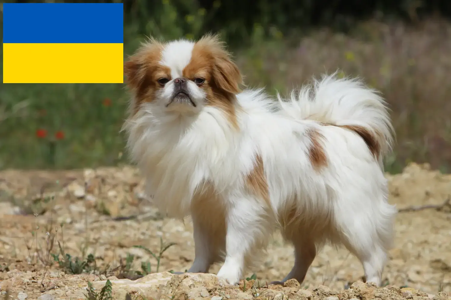 Japon Chin Chiots et éleveurs Ukraine Ici tu peux trouver des éleveurs de Chinois du Japon en Ukraine.