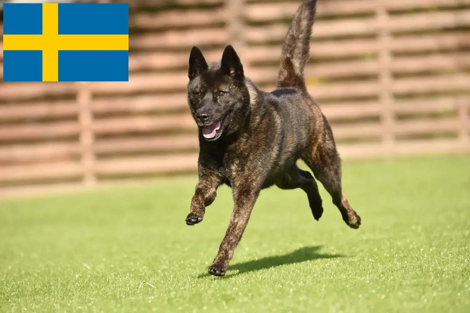 Kai Chiots et éleveurs Suède Ici, tu trouveras les éleveurs de Kai en Suède.