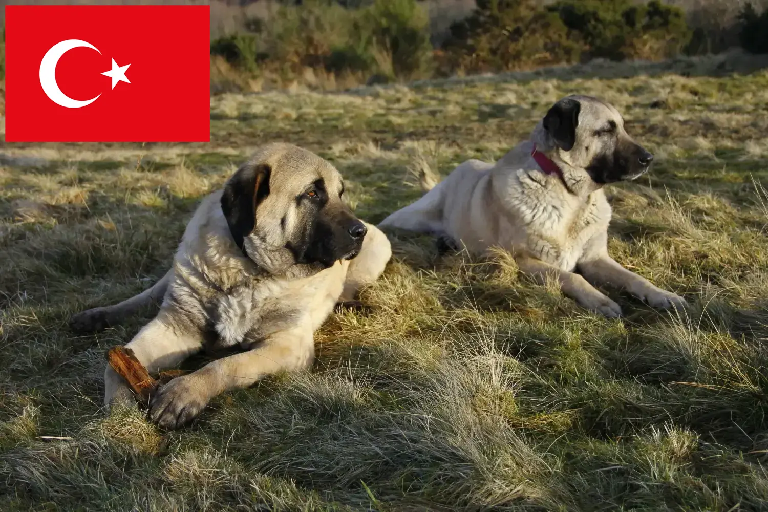 Kangal chiots et éleveurs Turquie Ici, tu trouveras des éleveurs de Kangals en Turquie.