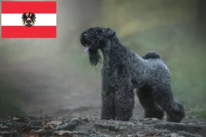 Lire la suite à propos de l’article Eleveurs de Kerry Blue Terrier et chiots en Autriche