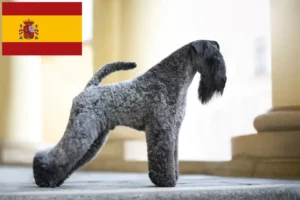 Lire la suite à propos de l’article Eleveurs de Kerry Blue Terrier et chiots en Espagne