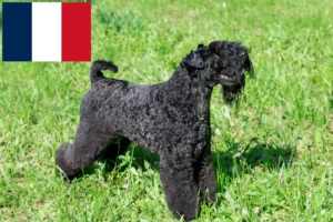 Lire la suite à propos de l’article Eleveurs de Kerry Blue Terrier et chiots en France