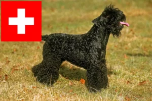 Lire la suite à propos de l’article Eleveurs de Kerry Blue Terriers et chiots en Suisse