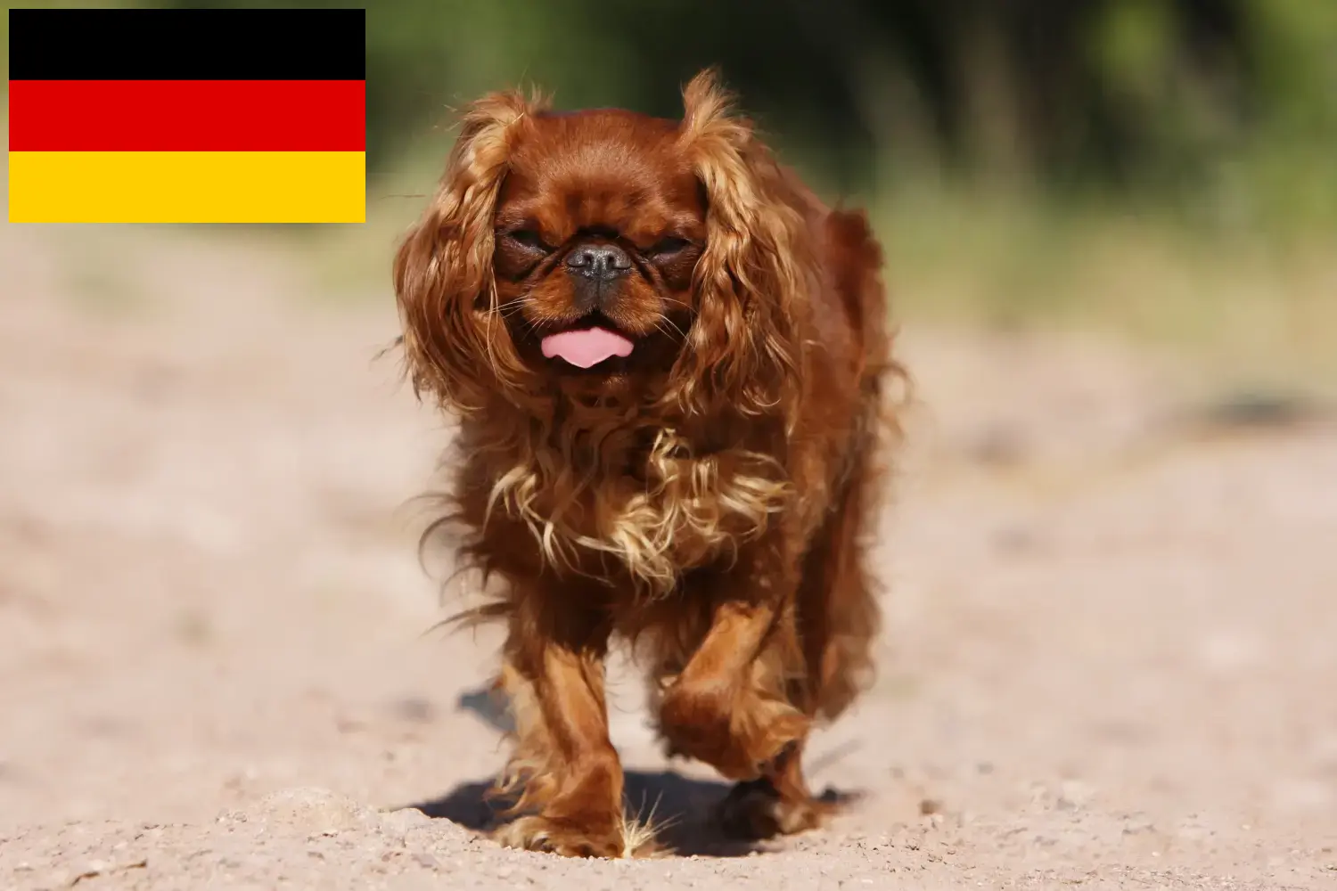 King Charles Spaniel Chiots et éleveurs Allemagne Ici, tu trouveras des éleveurs d'épagneuls King Charles en Allemagne.