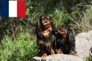 Lire la suite à propos de l’article Éleveurs d’épagneuls King Charles et chiots en France