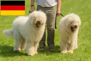 Lire la suite à propos de l’article Komondor éleveurs et chiots en France