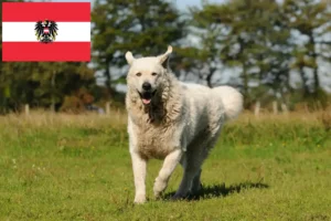 Lire la suite à propos de l’article Éleveurs de Kuvasz et chiots en Autriche