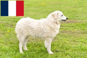 Lire la suite à propos de l’article Éleveurs de Kuvasz et chiots en France