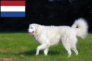 Lire la suite à propos de l’article Éleveurs de Kuvasz et chiots aux Pays-Bas
