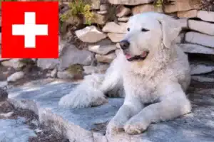 Lire la suite à propos de l’article Éleveurs de Kuvasz et chiots en Suisse