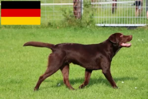 Lire la suite à propos de l’article Éleveurs de Labradors et chiots en Allemagne